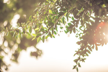 The abstract blurred background of the backlighting bokeh of the sun hitting the green leaves, beautiful beauty of natural light effects.