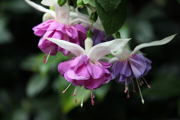 Beautiful white, pink and purple fuchsia flowers surrounded by green leaves