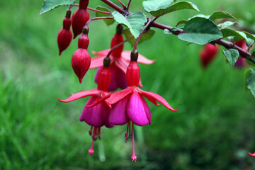 Closeup of beautiful pink and purple fuchsia flowers