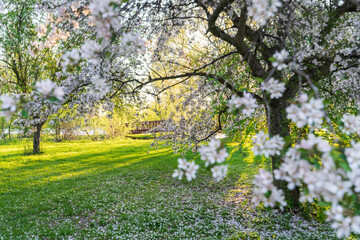 Spring scene of the Ottawa Dominion Arboretum: light pink blossom trees in the foreground with red foot bridge in the background in an early morning