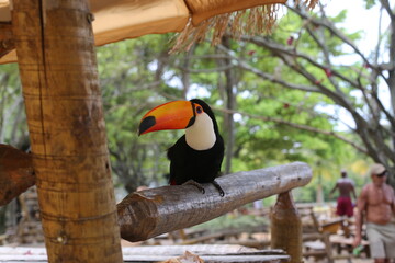 toucan on a tree © RENAN