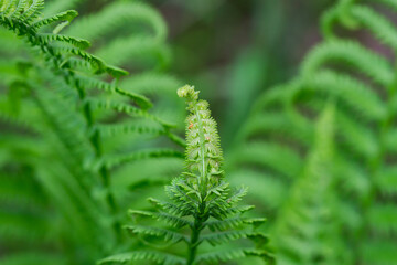 Ostrich Fern Fronds in Springtime