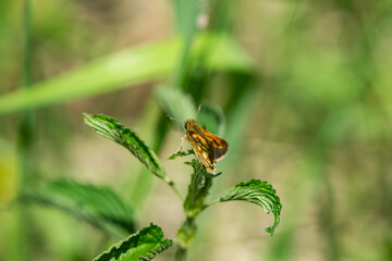 Peck's Skipper in Springtime