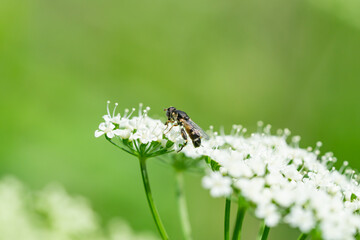 Thick Legged Hoverfly on Ground Elder Flowers