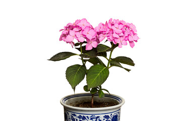 Hydrangea macrophylla plant with pink flowers in ceramic vase isolated on white background. A flowering plant in family Hydrangeaceae, native to Japan, and widely cultivated in many parts of world.