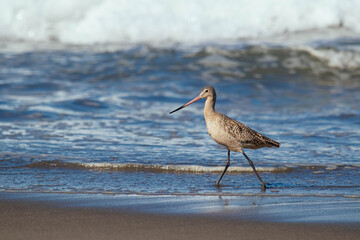Marbled godwit