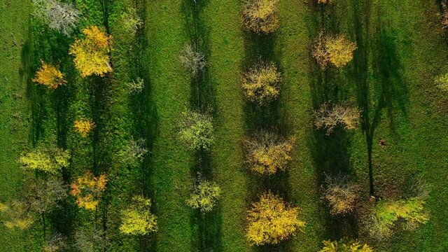 AERIAL WS Trees in orchard / Rhineland-Palatinate, Germany