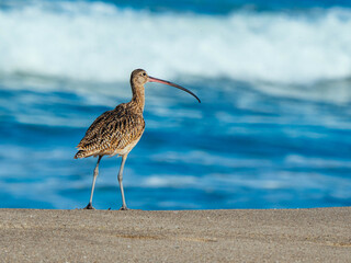 Marbled godwit