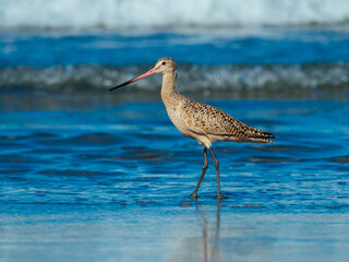 Marbled godwit
