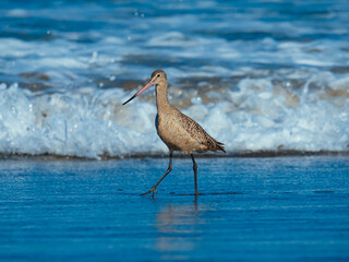Marbled godwit