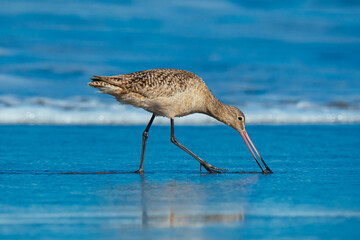 Marbled godwit