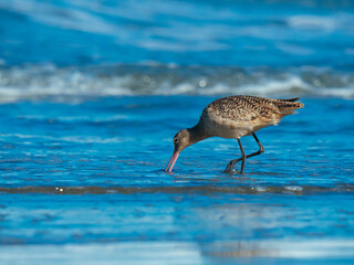 Marbled godwit