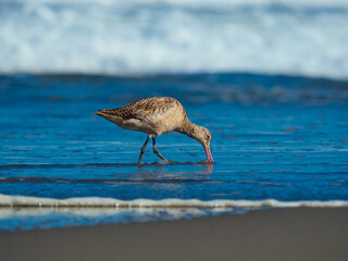 Marbled godwit