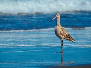 Marbled godwit