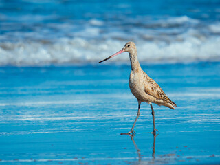 Marbled godwit