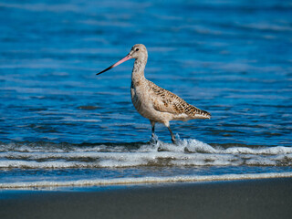 Marbled godwit