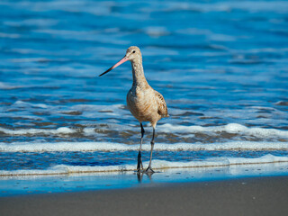Marbled godwit