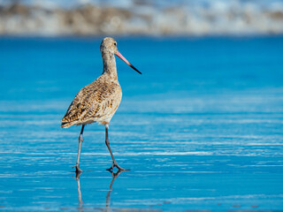 Marbled godwit