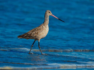 Marbled godwit