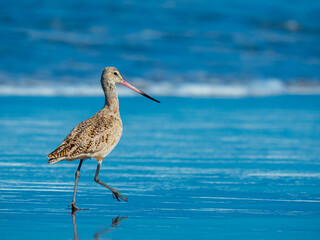 Marbled godwit