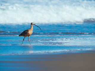 Marbled godwit