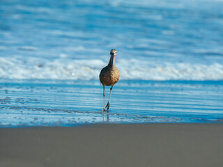 Marbled godwit