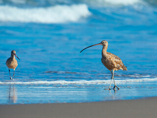 Marbled godwit