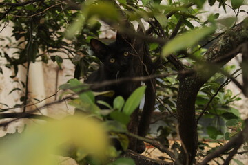 black cat on a lemon tree