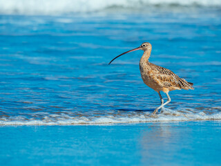 Marbled godwit