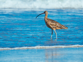 Marbled godwit