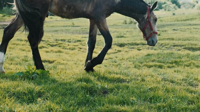 Foal eats green grass. A thin nits foal graze in the meadow.