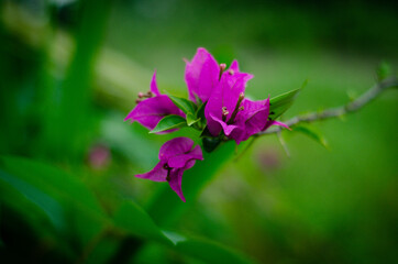 
a flower in my garden