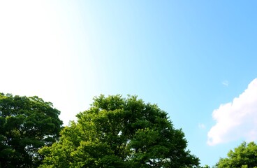 Obraz premium 新緑 青空 太陽光 風景 六月