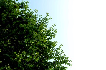 新緑　空　風景　
