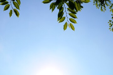 緑　青空　太陽　風景　六月