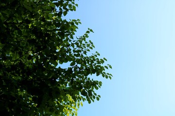 緑　青空　爽やか　風景