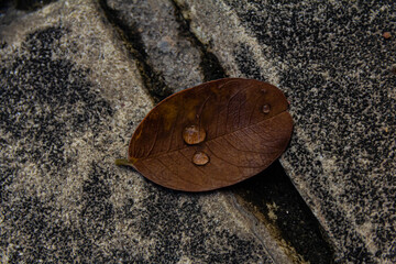 Drop on a dry leaf