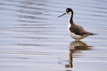Black-necked stilt