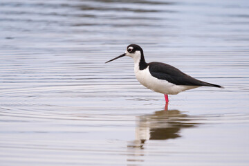 Black-necked stilt
