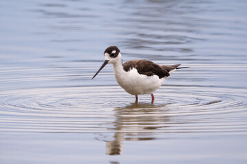Black-necked stilt
