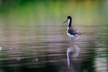 Black-necked stilt