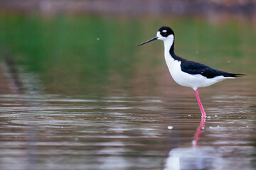 Black-necked stilt