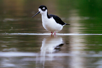 Black-necked stilt