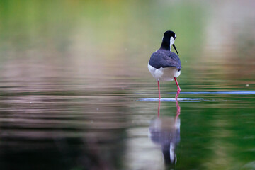 Black-necked stilt