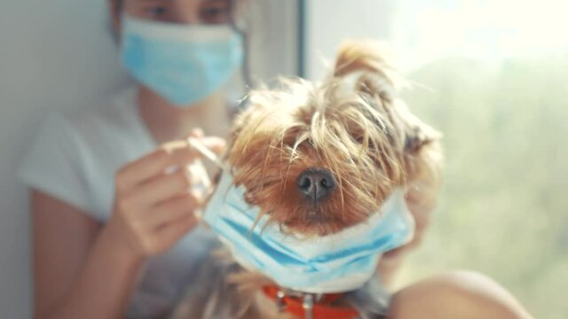 coronavirus pandemic concept. little teenage girl puts a medical mask on a dog. self-isolation concept virus covid 19 infection doomsday. sick child kid indoors. dog in air face mask. girl and dog