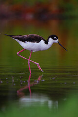 Black-necked stilt