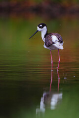 Black-necked stilt