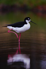 Black-necked stilt