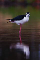 Black-necked stilt
