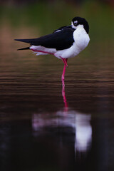 Black-necked stilt